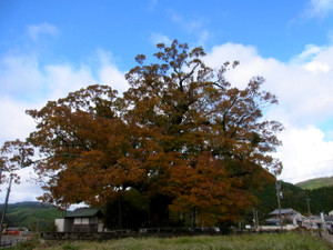 Keyaki