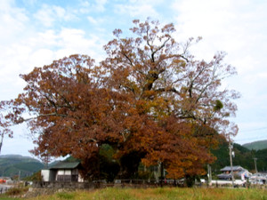 Keyaki