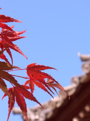 Momiji