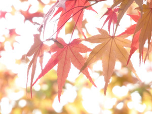Momiji2