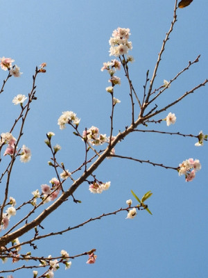 Sakura