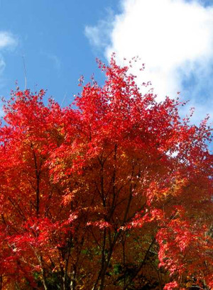 Momiji