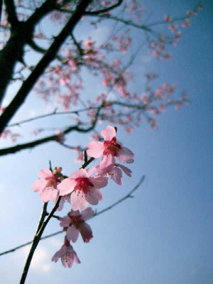 Sakura