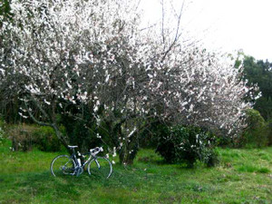 Ume