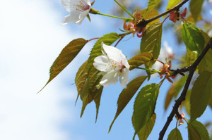 Sakura