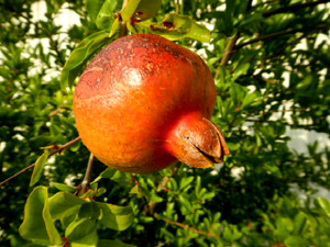 Akebi