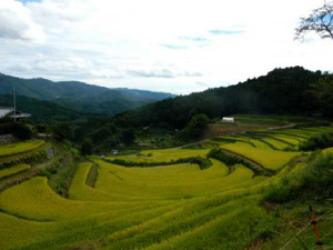 Tanada
