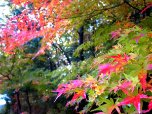 Momiji