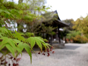 Momiji