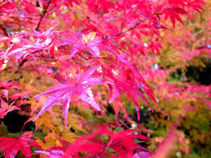 Momiji