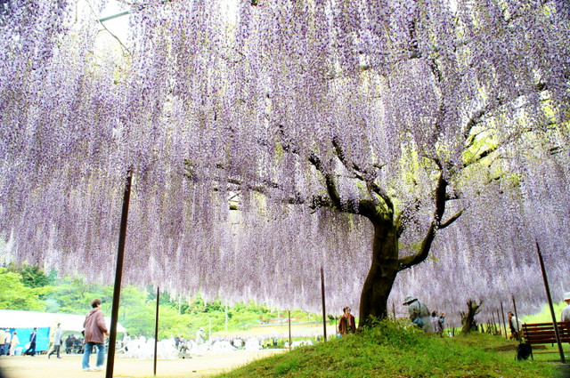 Fuji3
